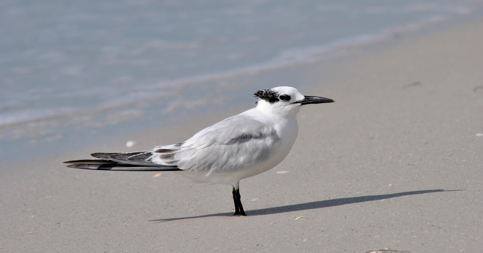 The Netherlands Converts Shallow Lake into Five Islands, Allowing for Gull-billed Tern Breeding by 2020 Following Years of Effort