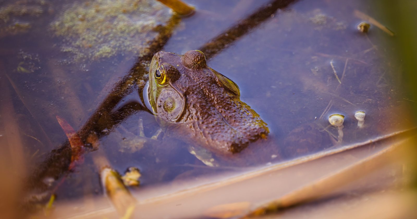 The Onset and Distribution of American Bullfrogs in South Korea: Effects on Indigenous Wildlife Resulting from Unsuccessful Food Industry Efforts in 1959 and 1971