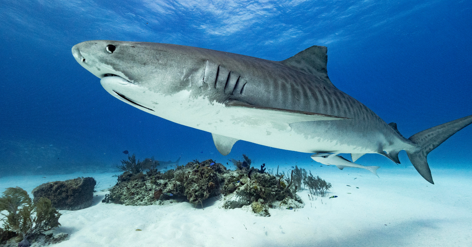 Tiger Sharks Equipped with Cameras Uncover the World's Biggest Underwater Seagrass Meadow Network in the Bahamas