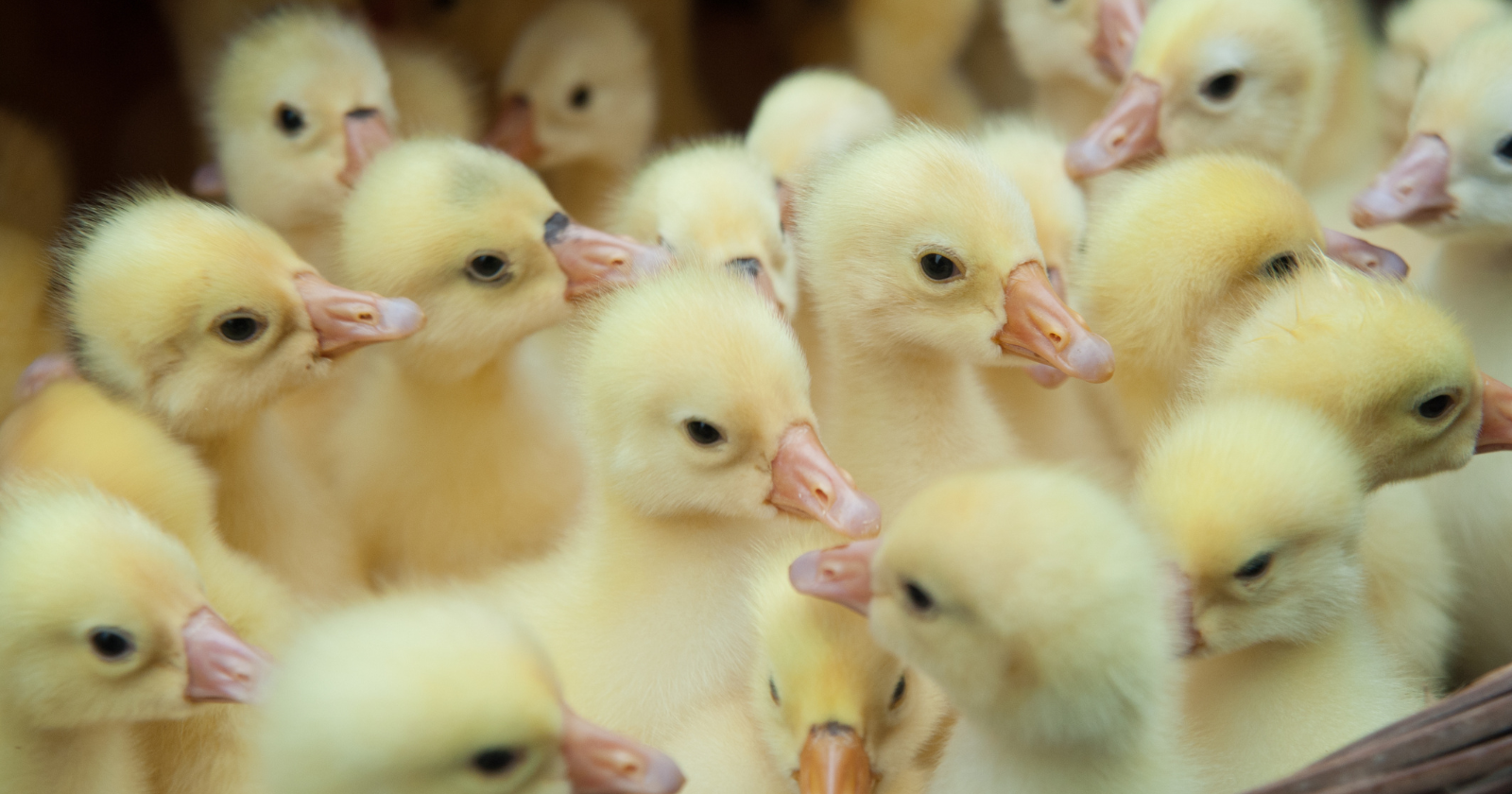 U.S. Postal Service Maintains Shipping of Newborn Poultry with 24-Hour Hatching and 72-Hour Delivery Conditions