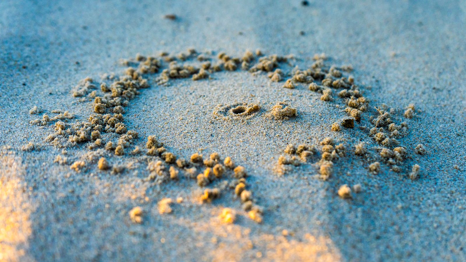 "Unprecedented Bootlace Worm Discovered on North Sea Shores: Produces Neurotoxin, Exceeds Blue Whale in Length at More than 55 Meters"