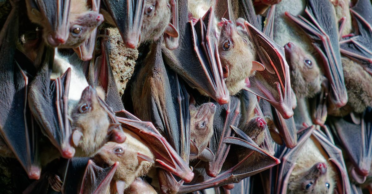 Vesper Bats Possess Distinct Dual Antibody Heavy-Chain Genes, Unveiling Insights into Their Viral Resilience.