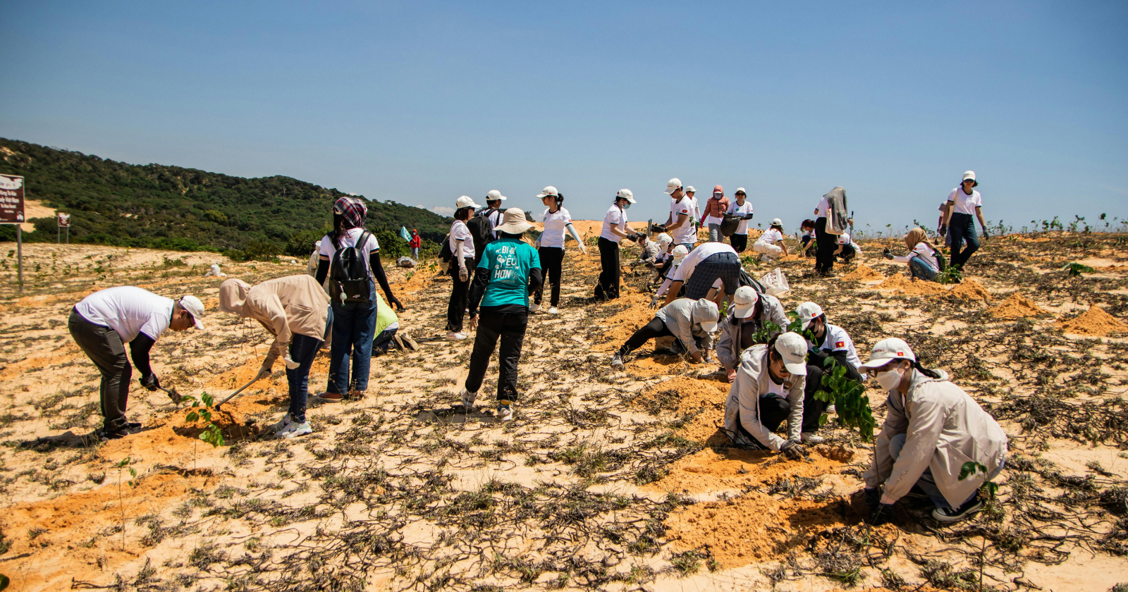 Volunteers Reintroduce 82 Prairie Species to Illinois Field; 2025 Research Reveals 84% Survival Rate, Aligning with Local Prairie Diversity