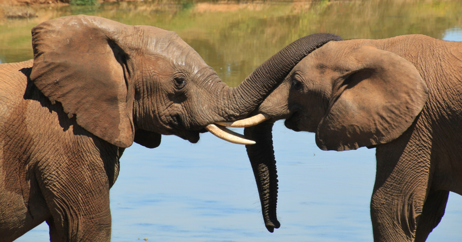Wild Elephants in Botswana Rest Only Two Hours Daily: Research Monitors Their Sleep Patterns Over 35 Days and Features a 41.68 km Trek in One Night