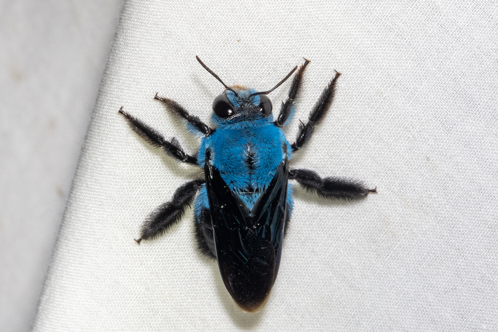 Xylocopa caerulea: Solitary Bee Type Builds Personal Wooden Tunnels for Egg Laying
