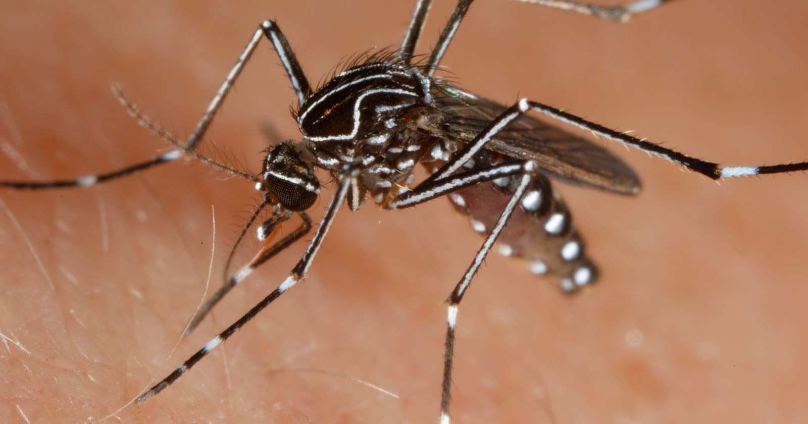 Backyard Traps Decrease Mosquito Eggs by 70% and Diminish Buruli Ulcer Incidents in Melbourne Study