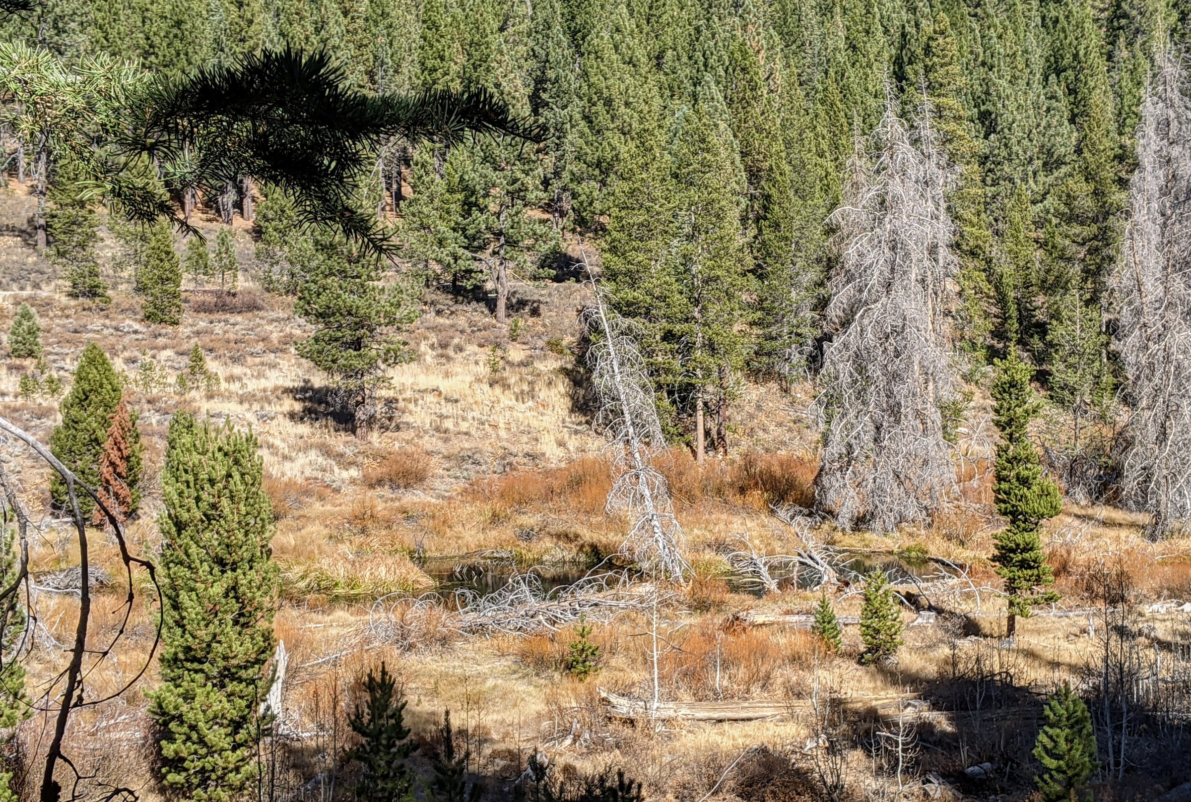California’s Beaver Repositioning Initiative: Landmark Actions from 1923-1945 for Resource Oversight and October 2023 Launch in Plumas County.