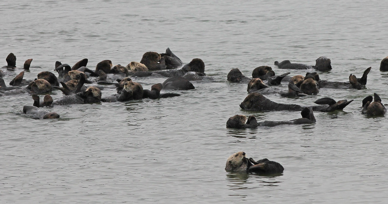 "Doubling of Sea Otter Population in California's Elkhorn Slough Cuts Creek Bank Erosion by 50%"