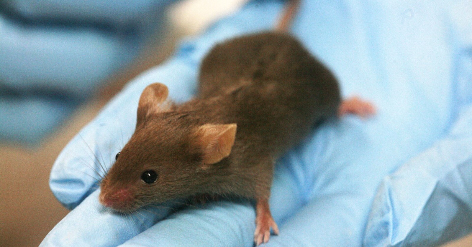 "Effect of the Human FOXP2 Gene on Mice: Improved Neuronal Development and Modified Vocalizations"