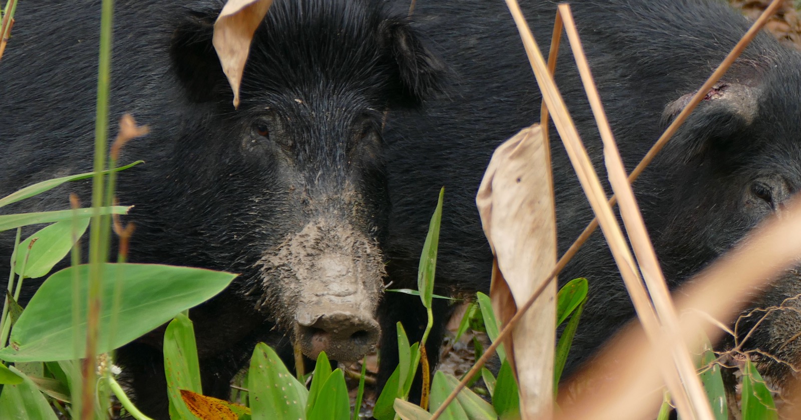 Growth of Wild Hogs Throughout 80 of Tennessee's 95 Counties from Restricted Distribution Years Ago