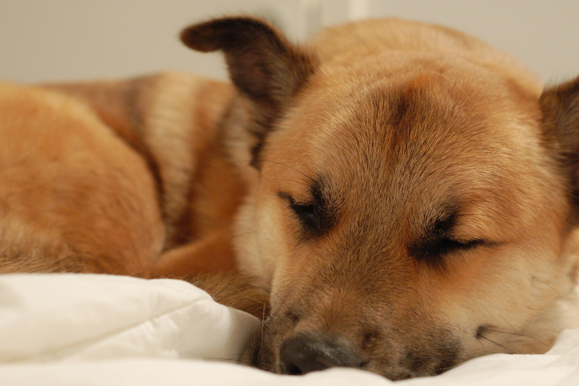 Influence of Co-Sleeping with Huskies and Malamutes on Sleep Duration and Efficiency of Owners: A Tracker-Measured Research