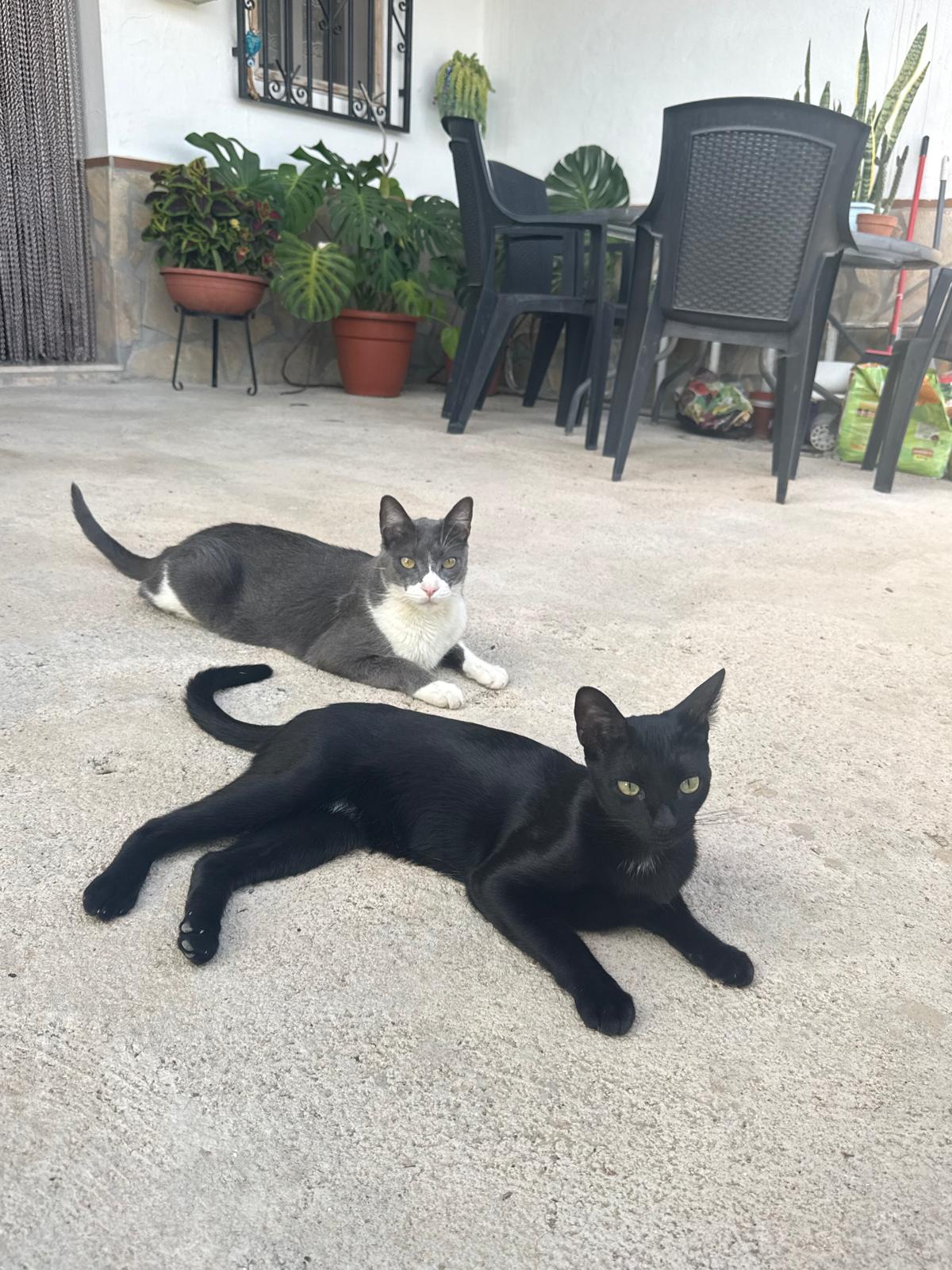 Kyoto University Research Shows Positive Mood Is Linked to Time Spent Near Cats, Rather Than Years of Ownership, Based on Bluetooth Tracking of 29 Cats and 19 Owners