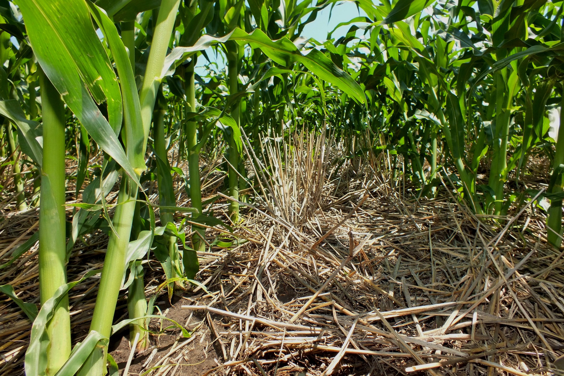 Regenerative Agriculture Boosts Net Returns for Corn and Soybean by as Much as $93 Per Acre in Long-Term Trials in Ohio and Michigan