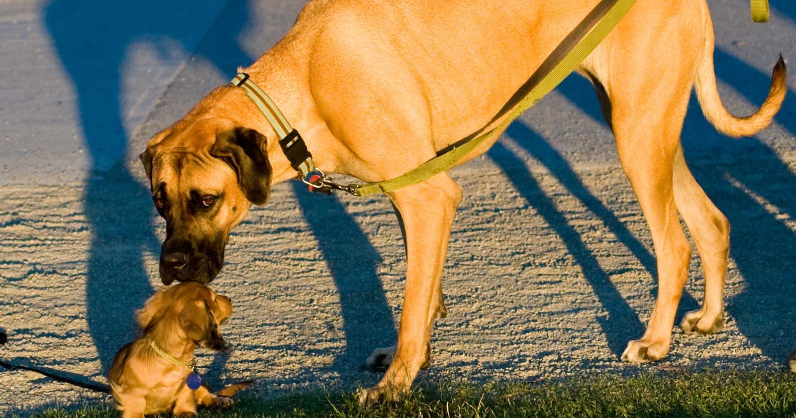 Research Discovers That Bigger Dogs Shed DNA Signatures Inhibiting 'Jumping Genes' More Rapidly Than Smaller Canines, Possibly Clarifying Their Faster Aging Process