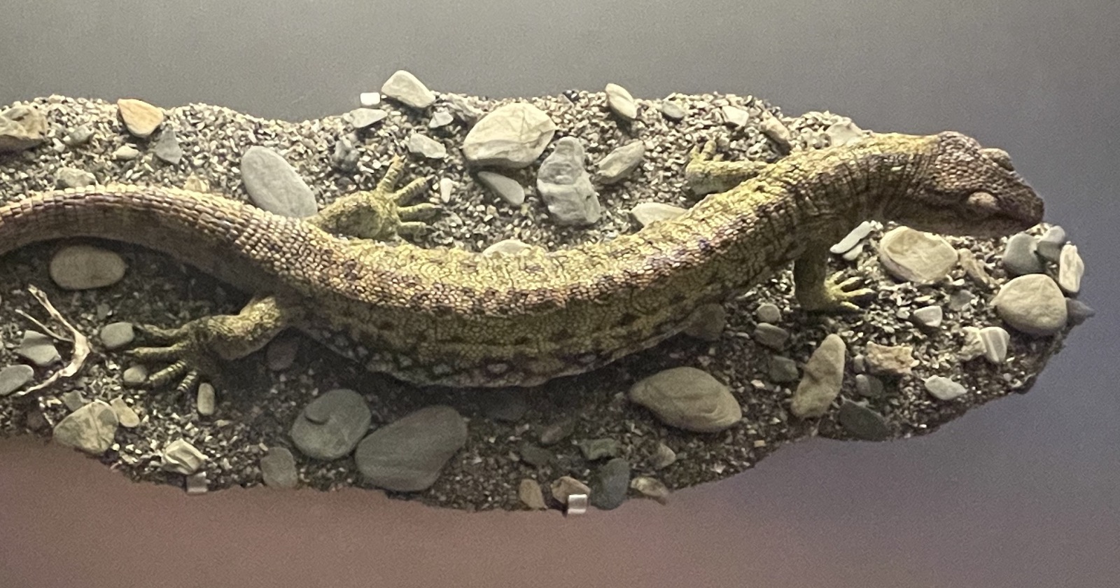 "Synchrotron Imaging of Scottish Fossil 'Lizzie' Uncovers Bony Gill Framework and Tooth-Like Denticles, Suggesting its Premature Separation Prior to the Amphibian and Amniote Divergence"